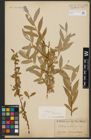 Foto von Salix alba L.